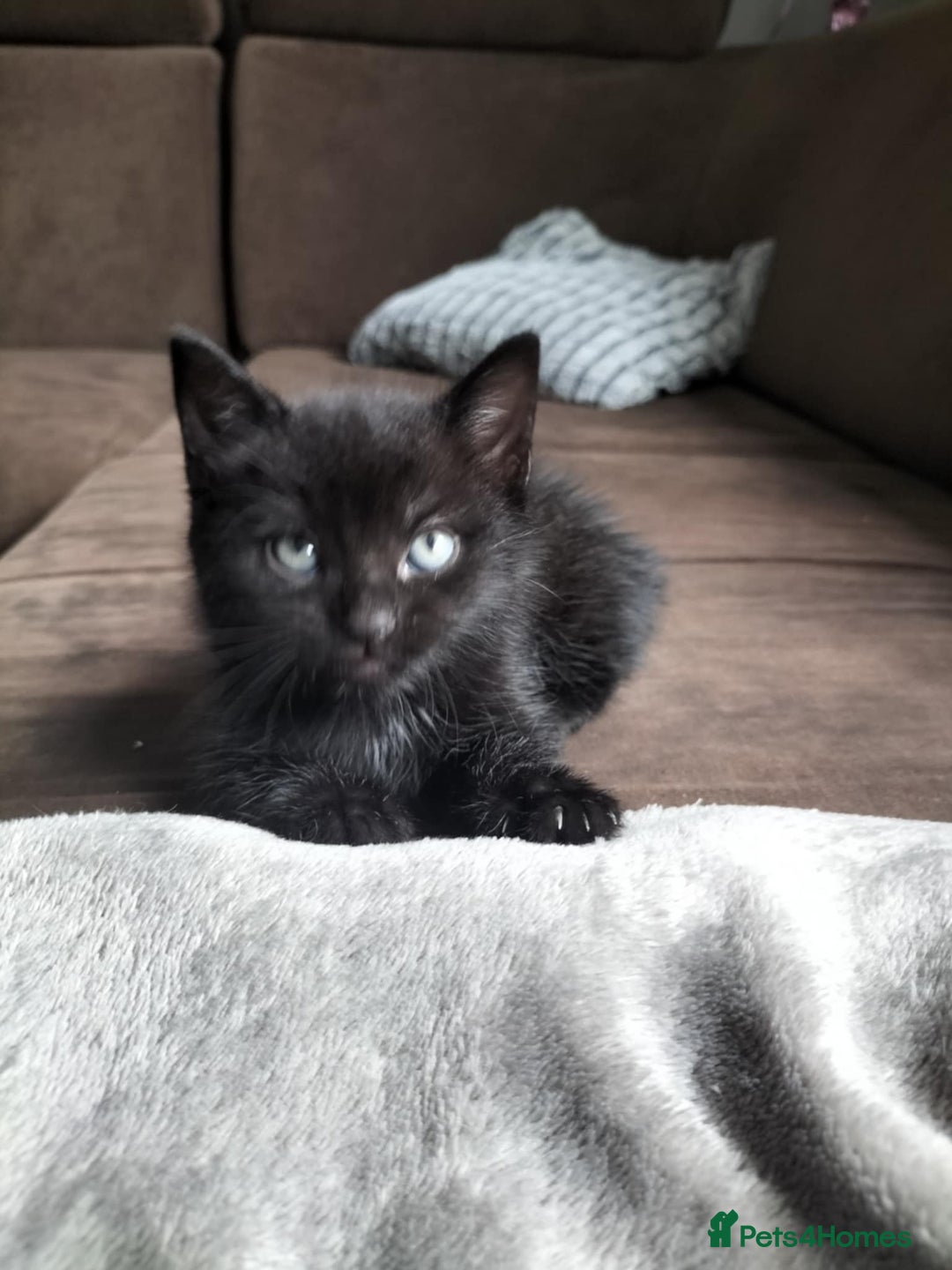 Domestic Shorthair cats for sale: Two beautiful black kittens  - Image 6