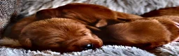 Labrador Retriever dogs for sale: Mahogany Red KC Labrador Puppies - Advert 7