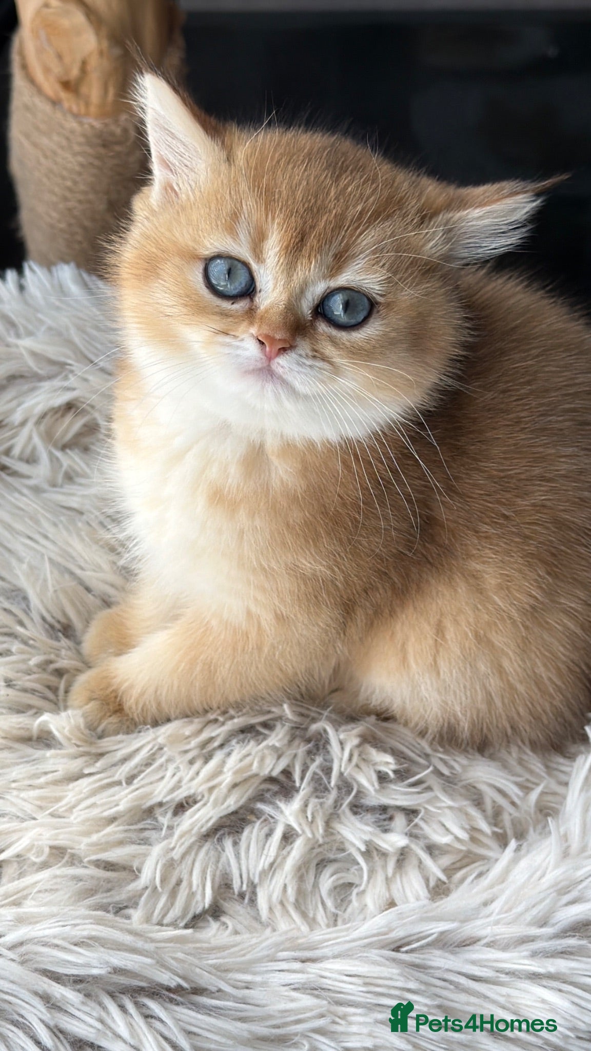 British Shorthair cats Exception quality,Champion bloodlines GCCF/TICA🏆 - Advert 2
