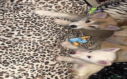 Utonagan dogs for sale: Husky x - Image 1