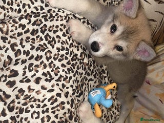 Utonagan dogs for sale - Advert 1