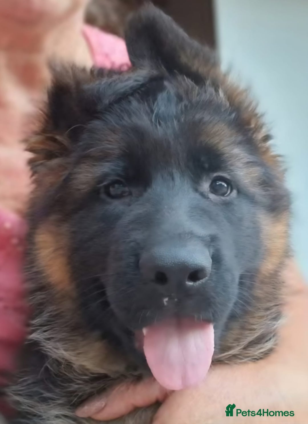 German Shepherd dogs for sale: TOP QUALITY LINES GSD PUPS AVAILABLE NOW - Image 3