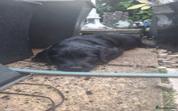 Labradoodle dogs for sale: Labradoodles x2 boys. Alloa - Image 20
