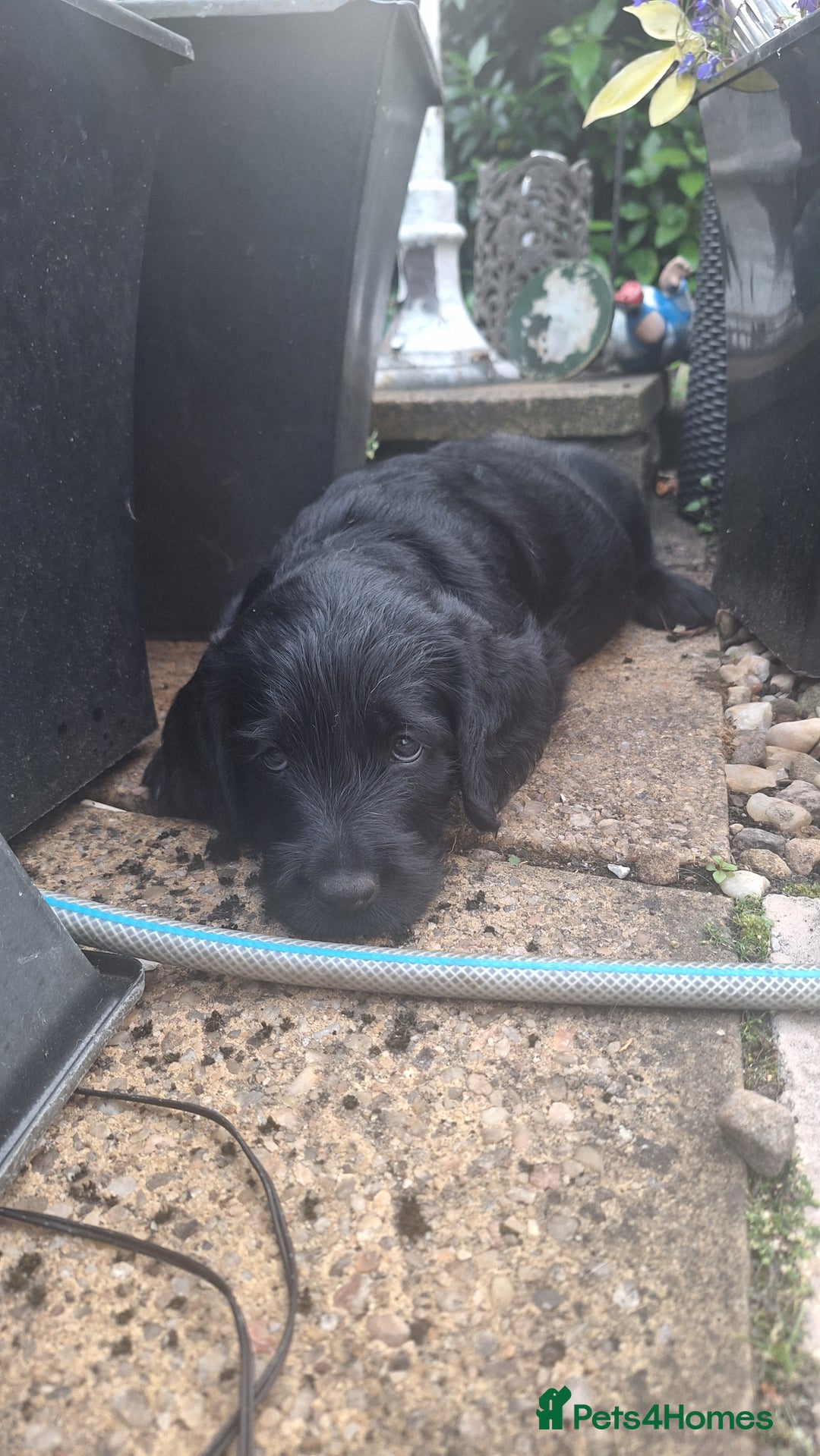 Labradoodle dogs for sale: Labradoodles x2 boys. Alloa - Image 20