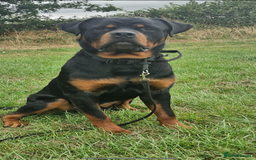 Rottweiler dogs for stud: Rottweiler stud avaliable  - Image 4