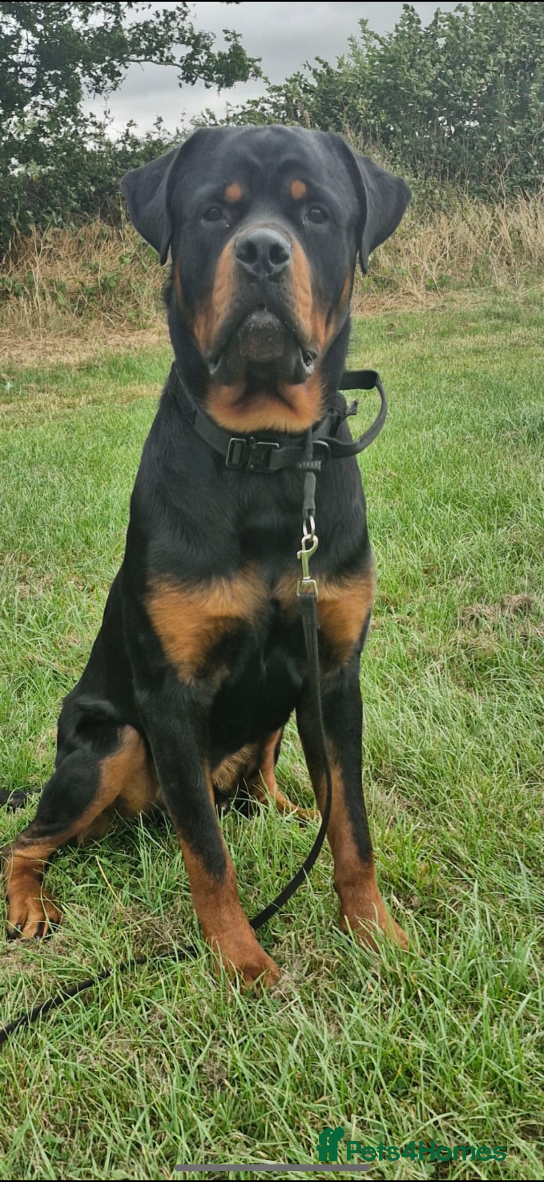 Rottweiler dogs for stud: Rottweiler stud avaliable  - Image 4