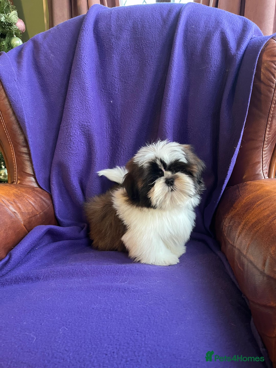 Shih Tzu dogs for sale: Lovely ShihTzu puppies - Advert 2