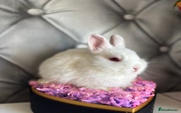 Netherland Dwarf rabbits for sale: 3month old babies Netherland dwarfs 5* homes - Image 8