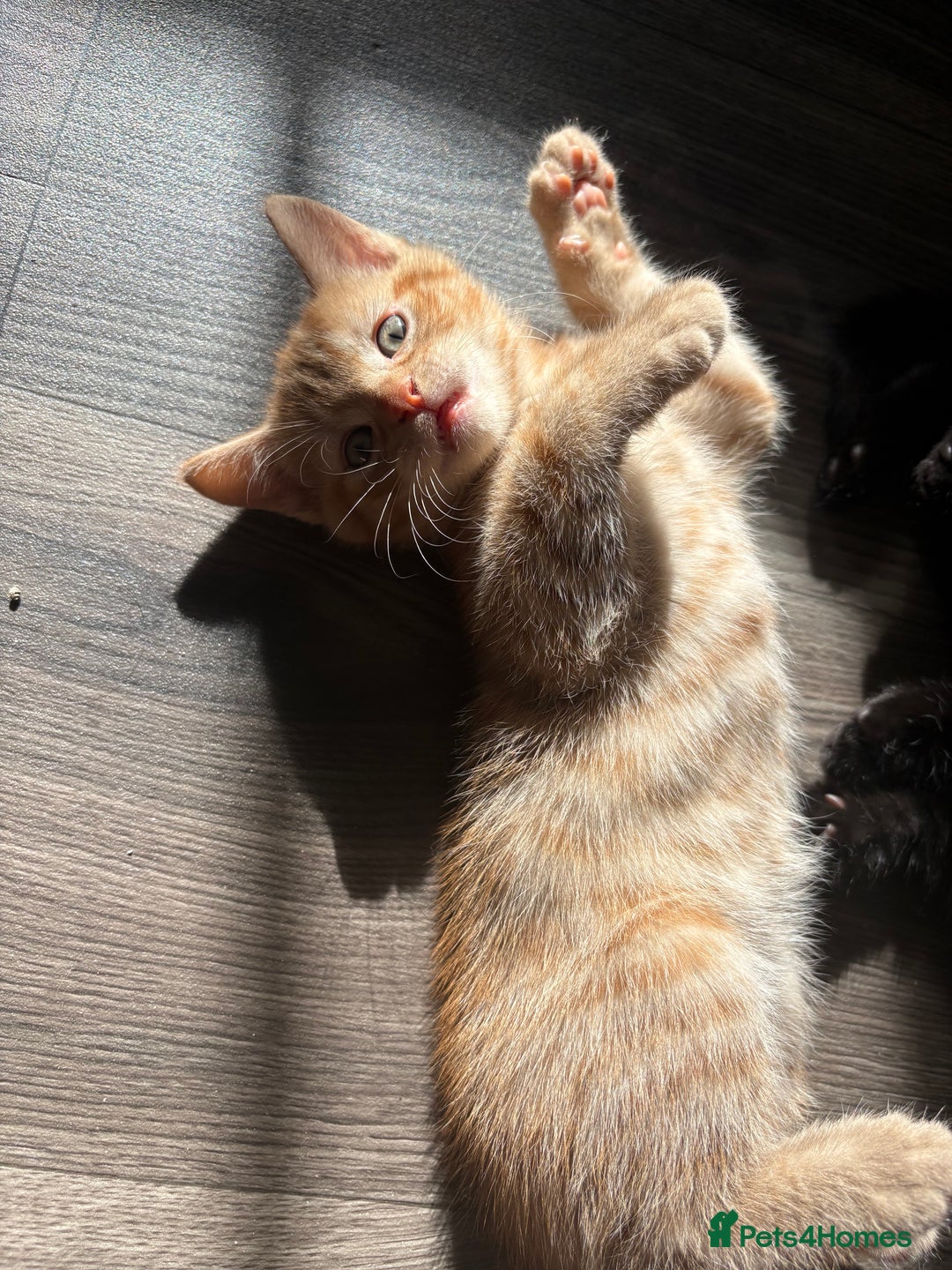 Mixed Breed cats for sale: Adorable kittens 🐈‍⬛ for sale. - Image 6