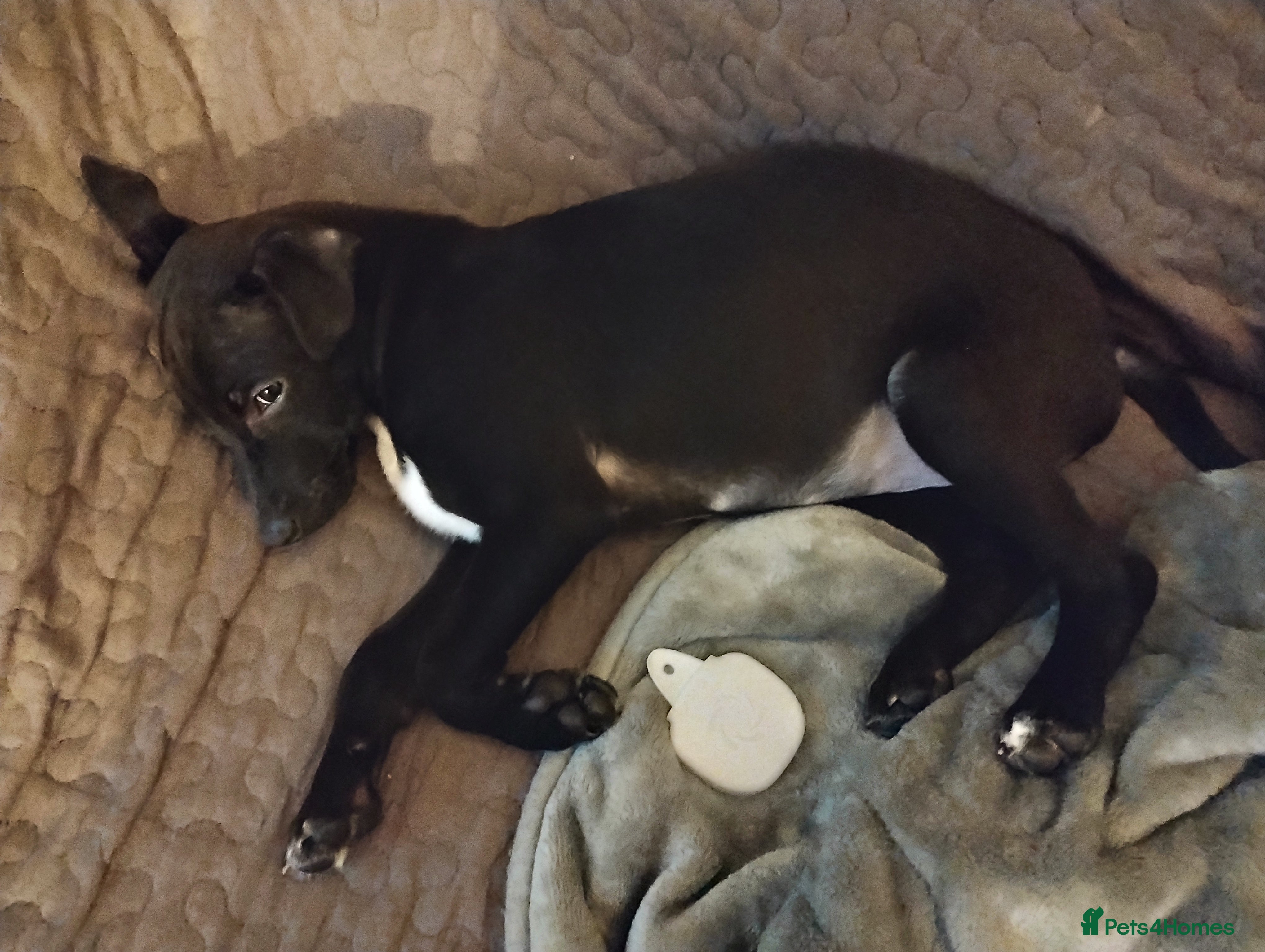 Mixed Breed dogs Woorier Pup  - Advert 1