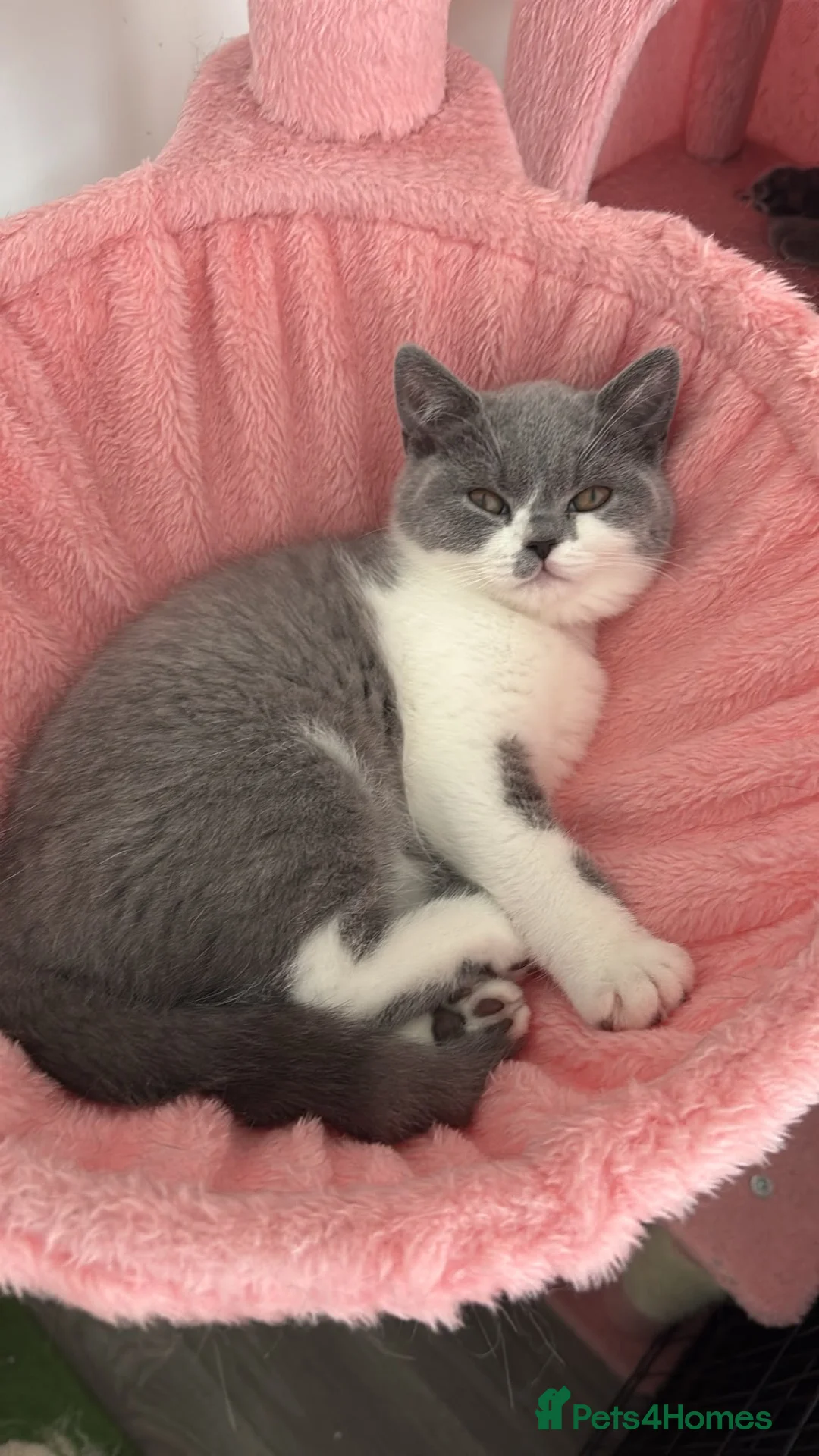 British Shorthair cats for sale: 🧸1 Chunky British Shorthair Kittens left🧸 - Advert 1
