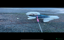 Maltipoo dogs for sale: 💗💙 **  TOY MALTIPOOS💗💙 - Image 15