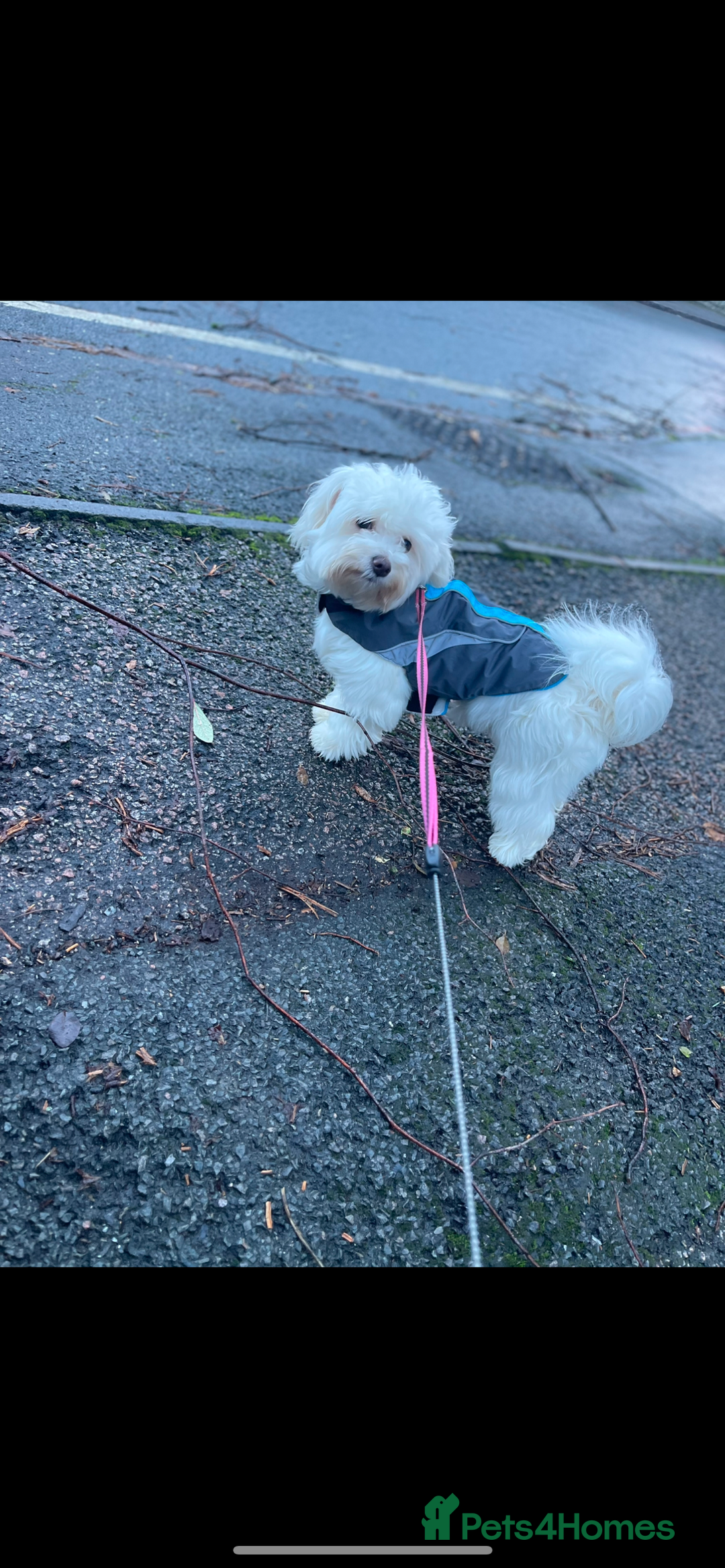 Maltipoo dogs for sale: 💗💙 **  TOY MALTIPOOS💗💙 - Image 15