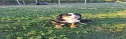 Bernese Mountain Dog dogs for sale: Bernese Mountain Dog Female - Advert 3