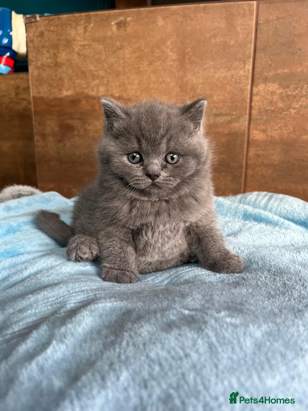 British Shorthair cats for sale: GCCF Full Pedigree Kittens £1200 in Leeds - Advert 1