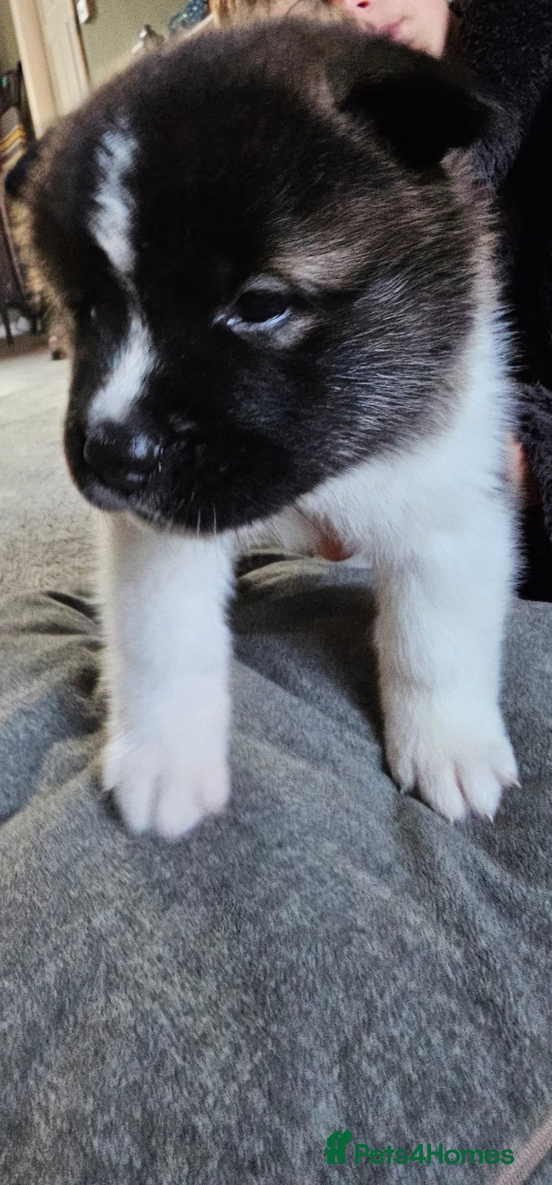 Akita dogs for sale: 🐾 American Akita Puppies for Forever Homes 🐾 - Image 15