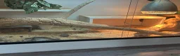 Bearded Dragon reptiles for sale: Bearded dragon and enclosure in Birmingham - Advert 2