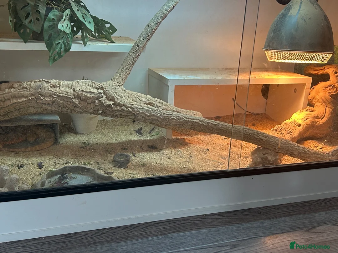 Bearded Dragon reptiles for sale: Bearded dragon and enclosure in Birmingham - Advert 2