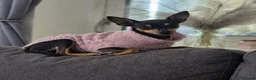 Miniature Pinscher dogs for sale: 4 Kc Registered Mini Pinschers  - Advert 11