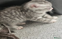 British Shorthair cats for sale: Lovely little British short haired kittens  - Image 13