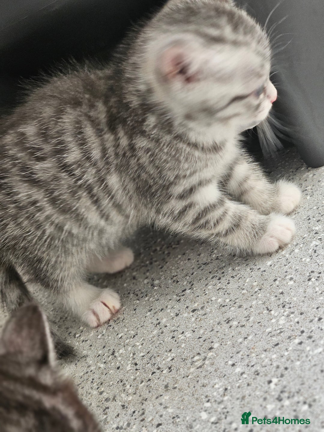 British Shorthair cats for sale: Lovely little British short haired kittens  - Image 13