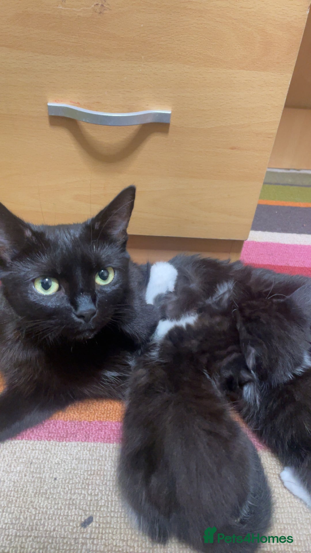 Mixed Breed cats for sale: 4 black and white Kittens for sale !!! - Image 6