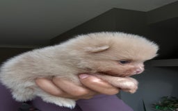 Pomeranian dogs for sale: Lilac and tan, chocolate and tan Pomeranians💜🤎 - Image 12