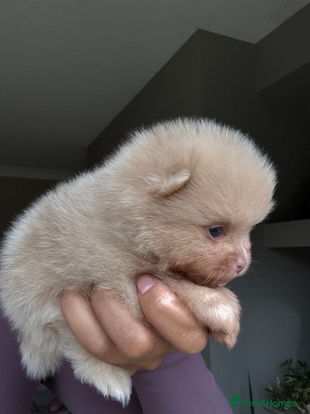 Pomeranian dogs for sale: Lilac and tan, chocolate and tan Pomeranians💜🤎 - Image 12