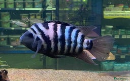 Cichlids fish for sale: South American cichlids all must go! - Image 10