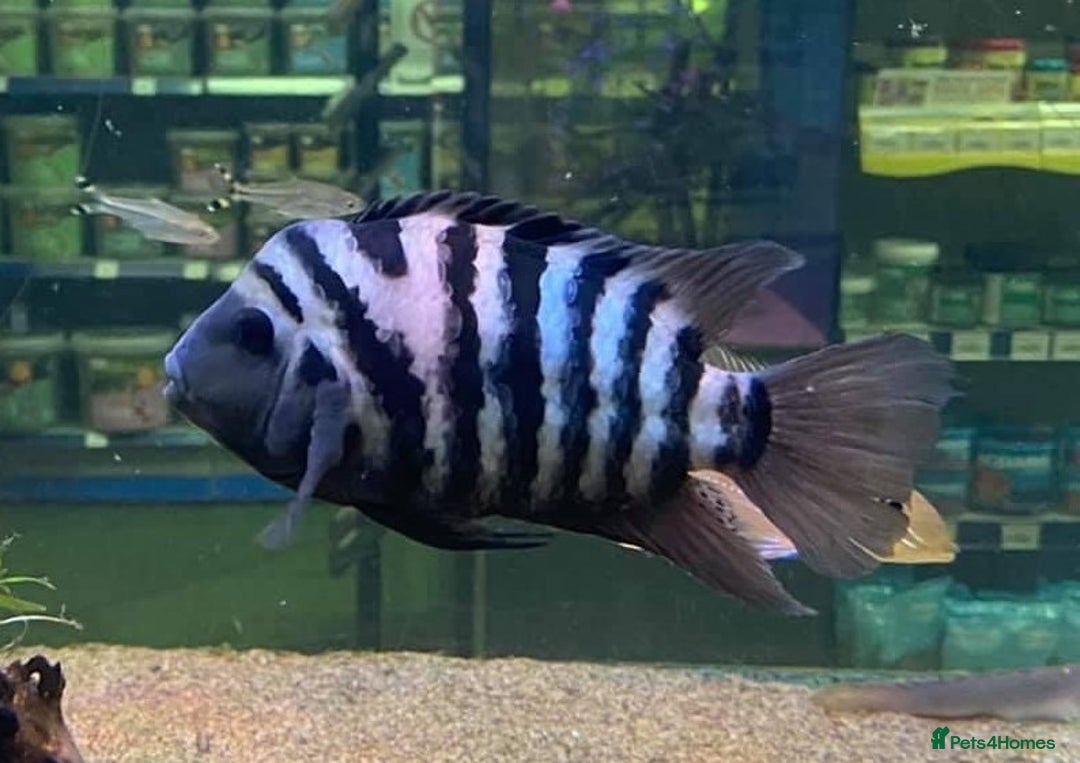 Cichlids fish for sale: South American cichlids all must go! - Image 10