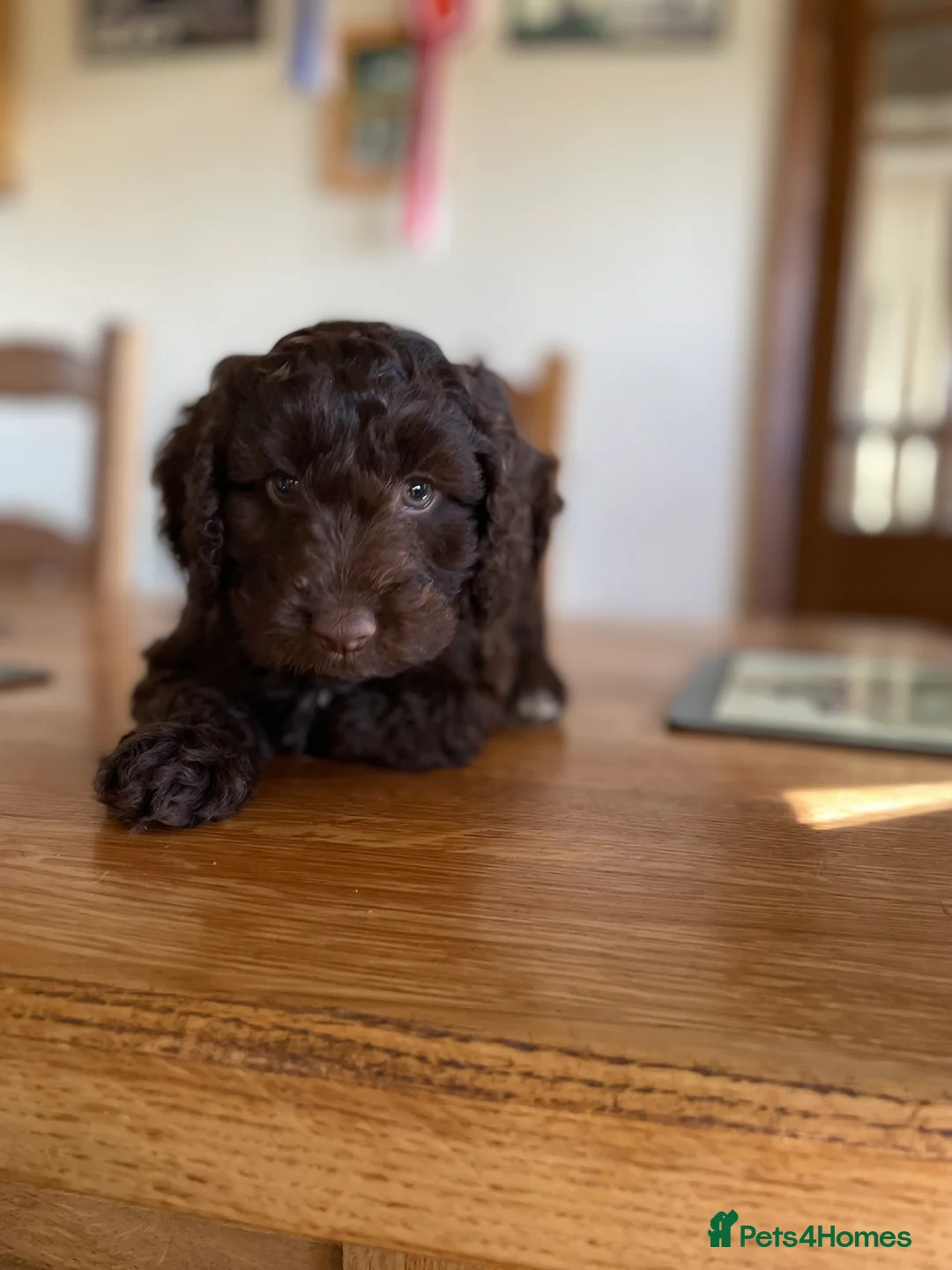 Cockapoo dogs for sale: Cockapoo Pups in Leicester - Advert 3