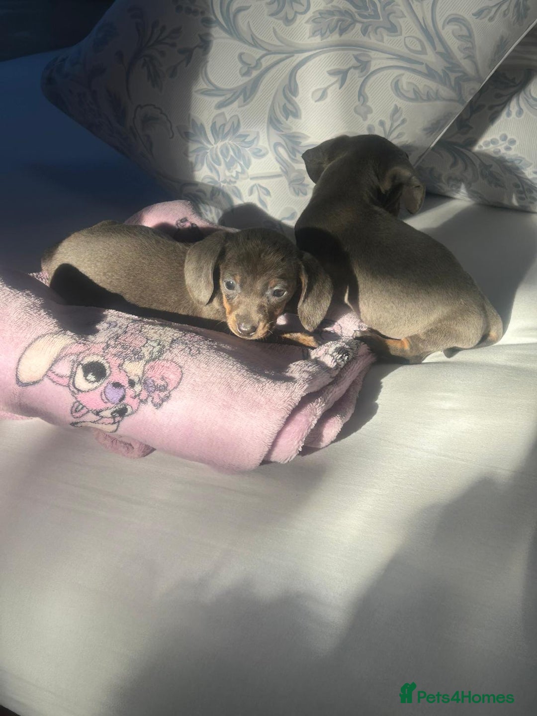 Dachshund dogs for sale: Miniature dashound - Advert 3