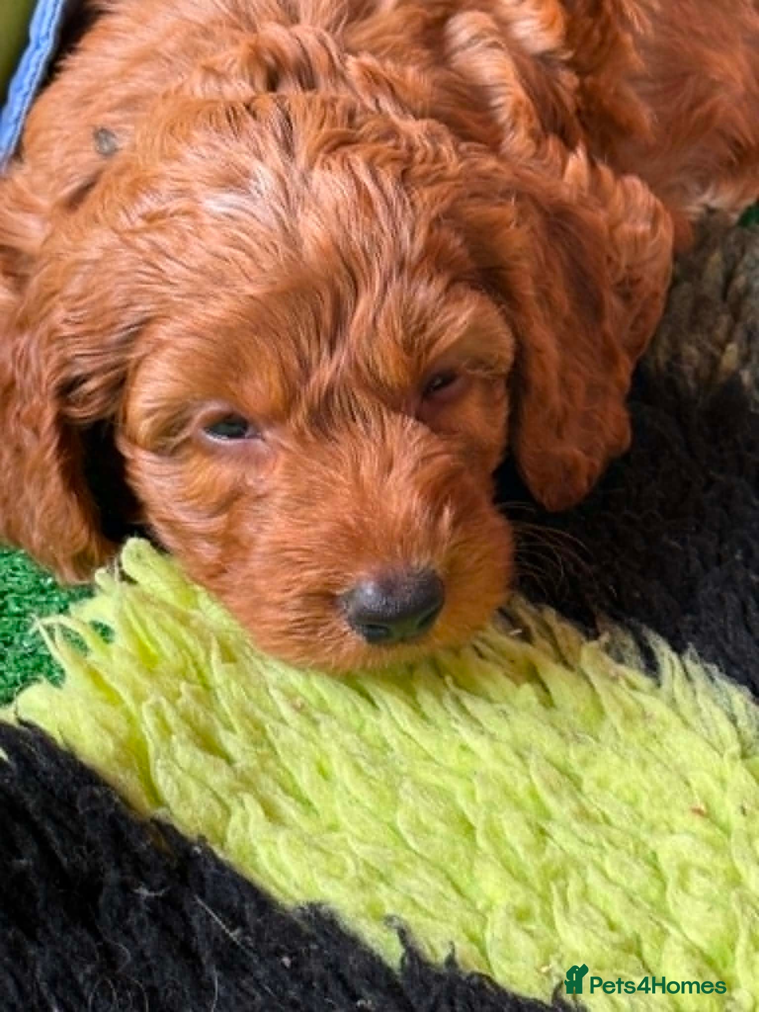 Cockapoo dogs READY NOW fabulous F1s 3rd gen of my breeding - Advert 15