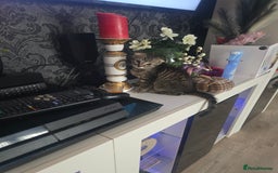 Mixed Breed cats for sale: 4 Beautiful kittens - Image 7