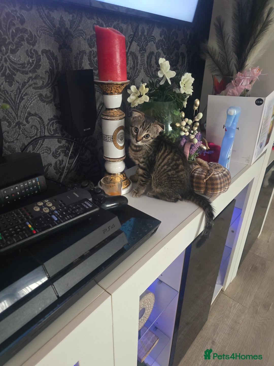 Mixed Breed cats for sale: 4 Beautiful kittens - Image 7