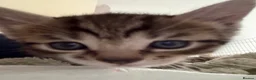 Bengal cats for sale: Half glitter marbled Bengal & tabby  in Gosport - Advert 1