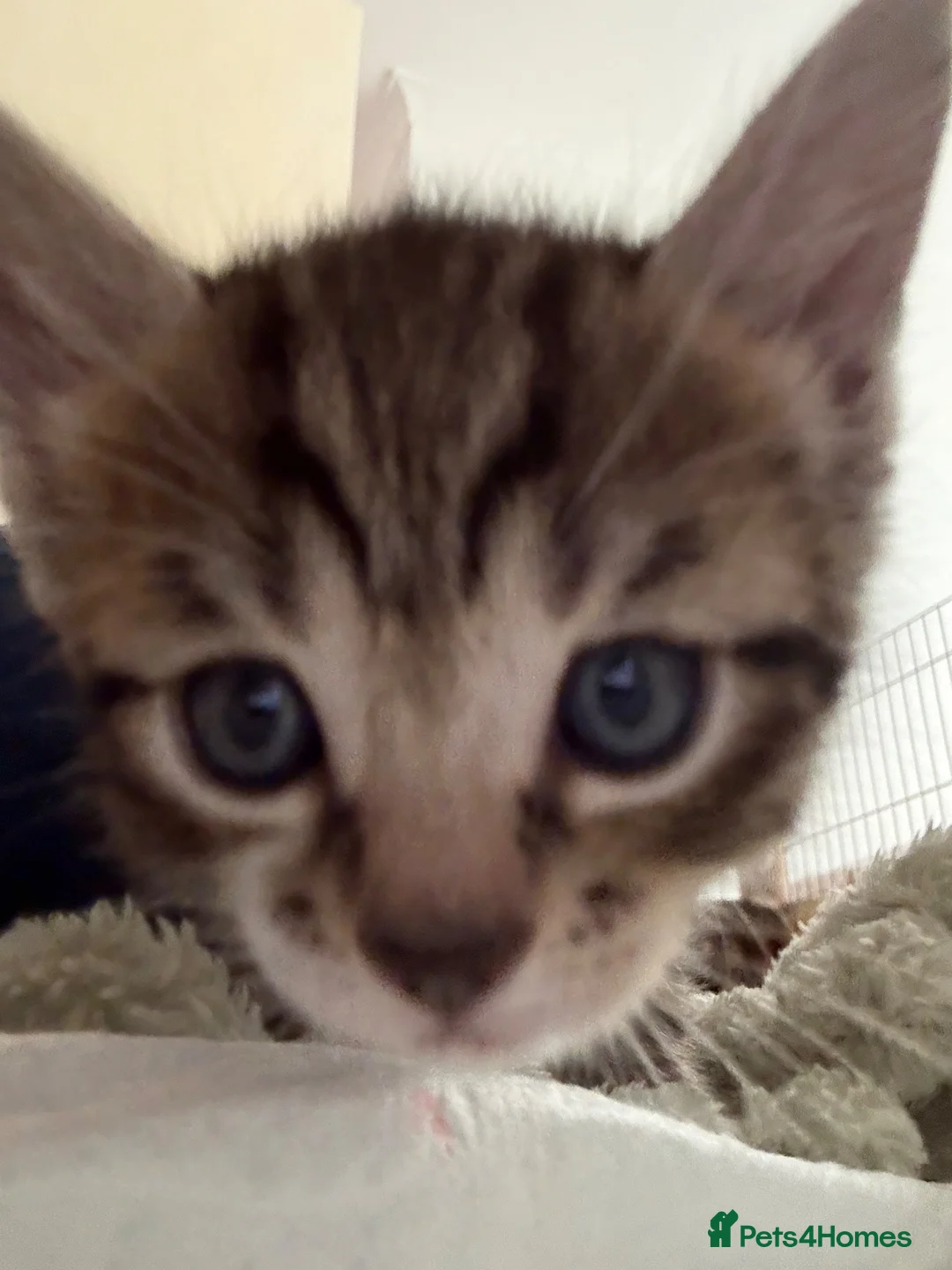 Bengal cats for sale: Half glitter marbled Bengal & tabby  in Gosport - Advert 1