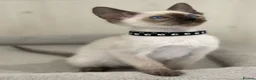 Siamese cats for sale: GCCF Registered Traditional Siamese Kittens.  - Advert 8