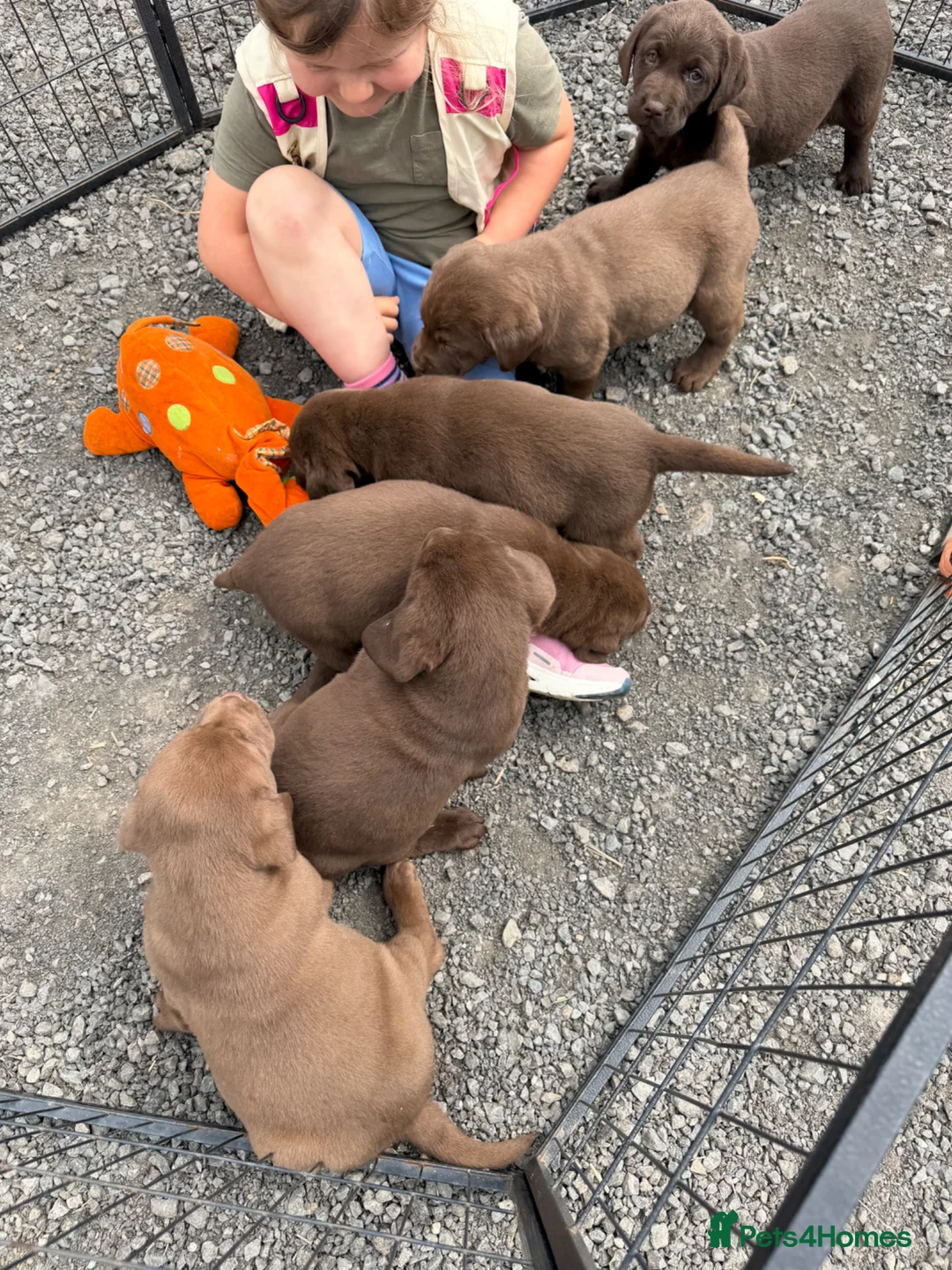 Labrador Retriever dogs for sale: Chunky chocolate Labrador puppies - Advert 1
