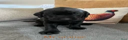 Labrador Retriever dogs for sale: Last male pup! Stunning KC Registered working lab. - Advert 22