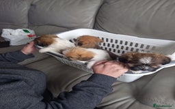Mixed Breed dogs for sale: Shih tzu cross Jack Russell - Image 8