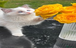 Ragdoll cats for sale: TICA EU pure Ragdoll boys & girls available  in London - Image 5