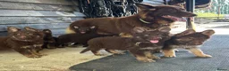 German Shepherd dogs for sale: CHOCOLATE AND TAN LONG COATED GERMAN SHEPARDS  in West Malling - Advert 35