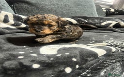 Pomapoo dogs for sale: Beautiful Pomapoo boys - Image 4
