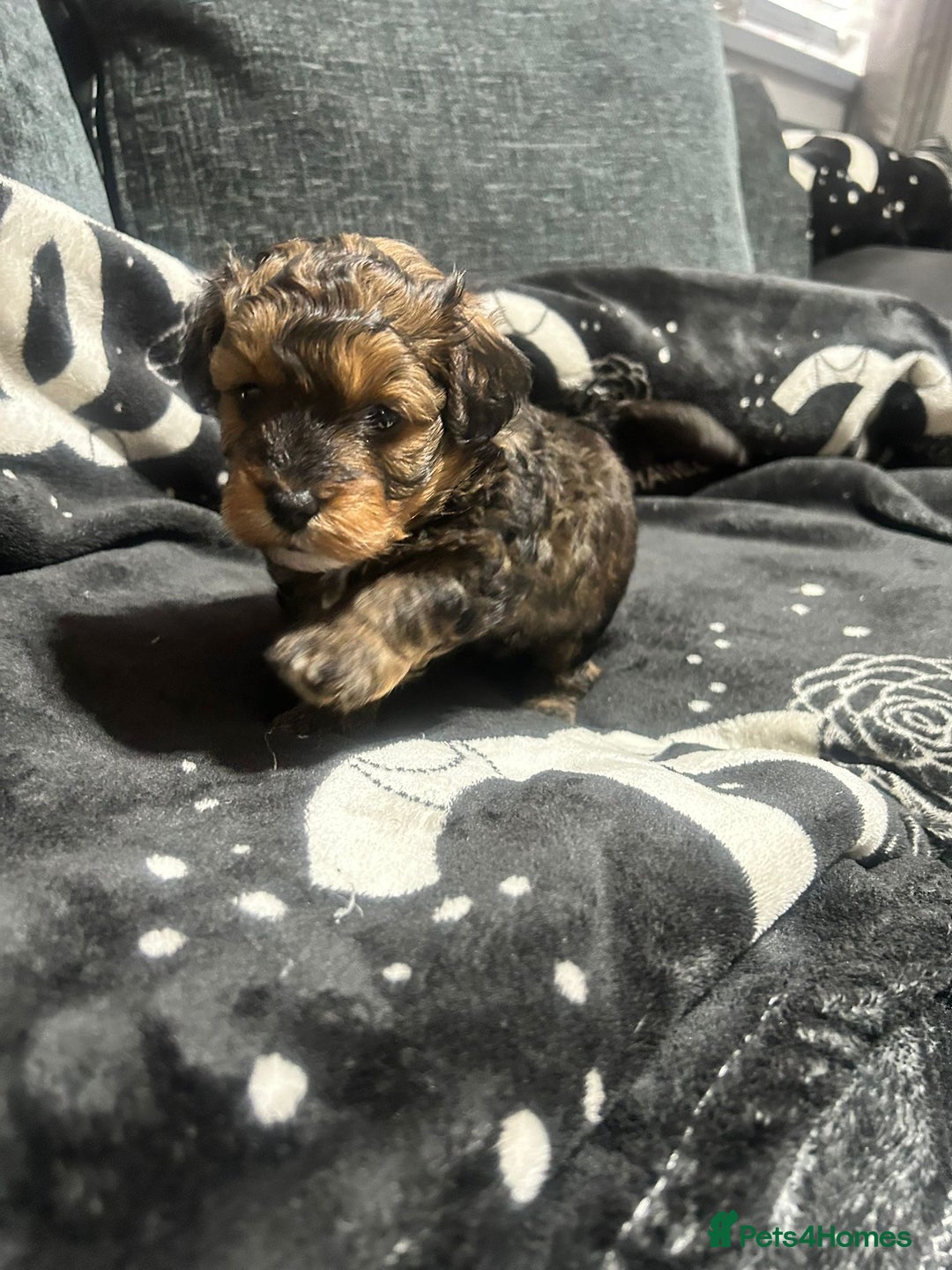 Pomapoo dogs for sale: Beautiful Pomapoo boys - Image 4