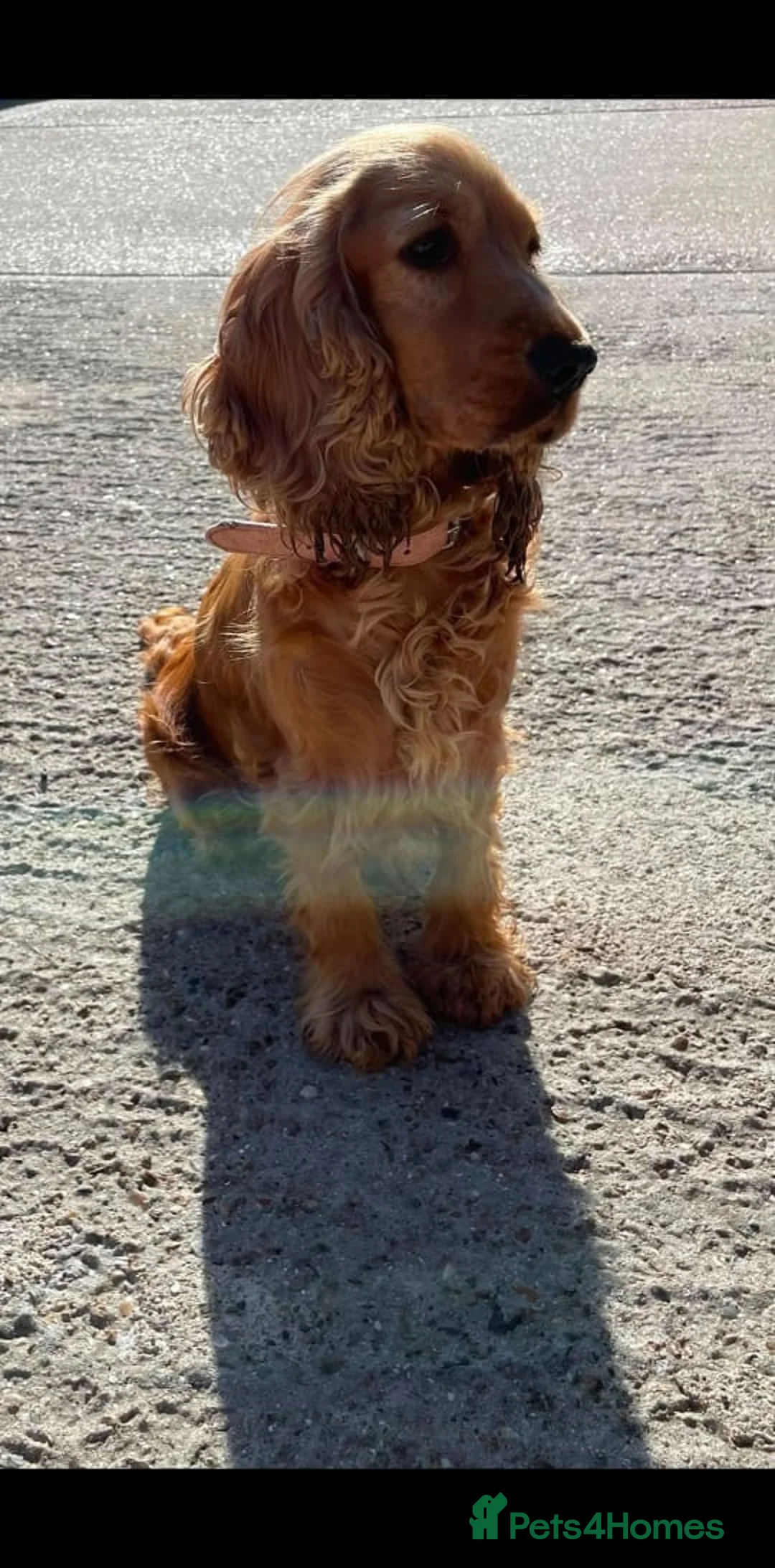Cockerdor dogs for sale: Cockerdor Puppys 🐾 - Advert 18