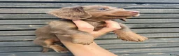 Miniature Dachshund dogs for sale: READY TO LEAVE unreal long hair KC stunning💙💕 - Advert 13