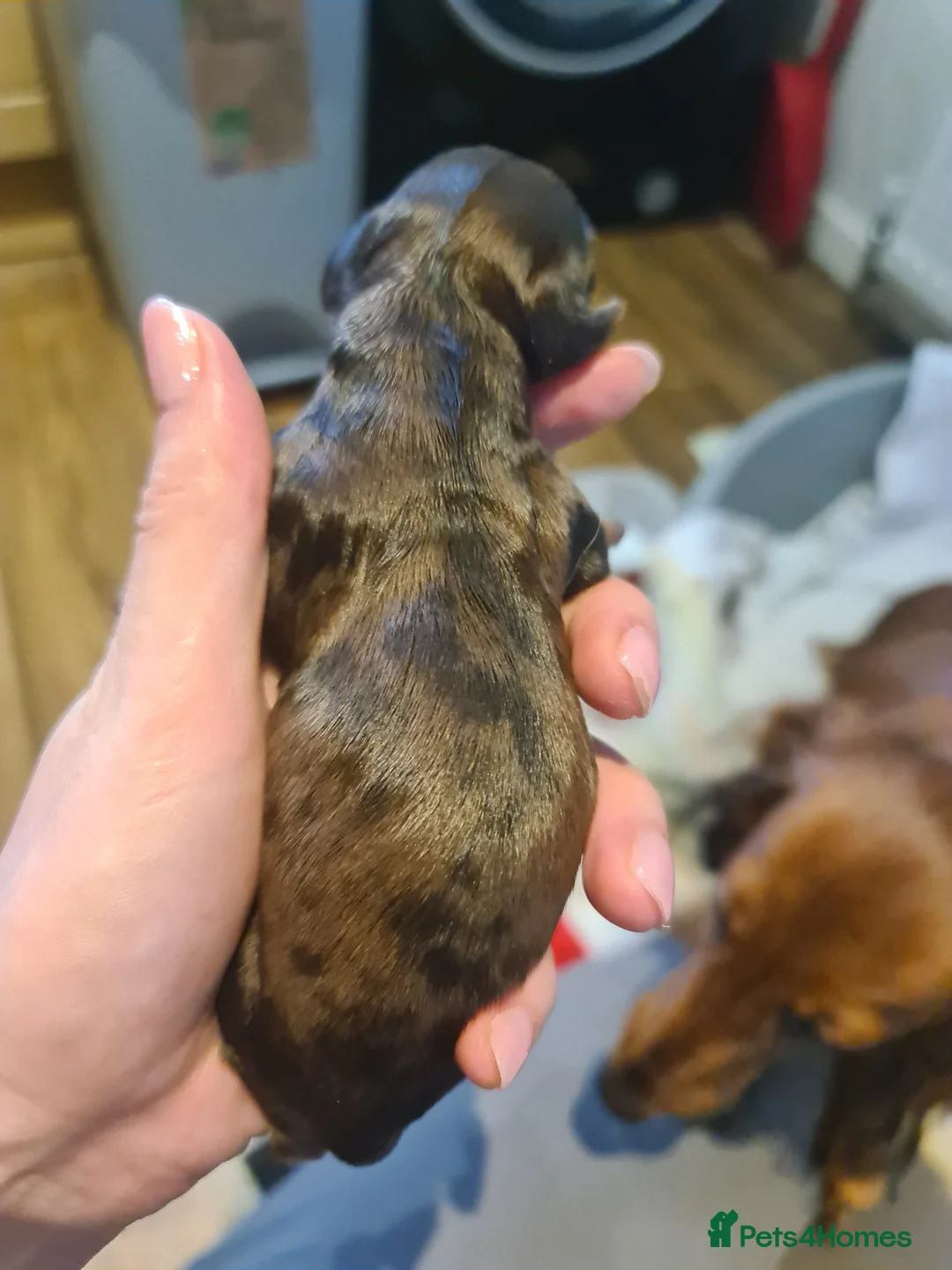 Miniature Dachshund dogs for sale: 6 beautiful long-haired dachshund pupps - Advert 11
