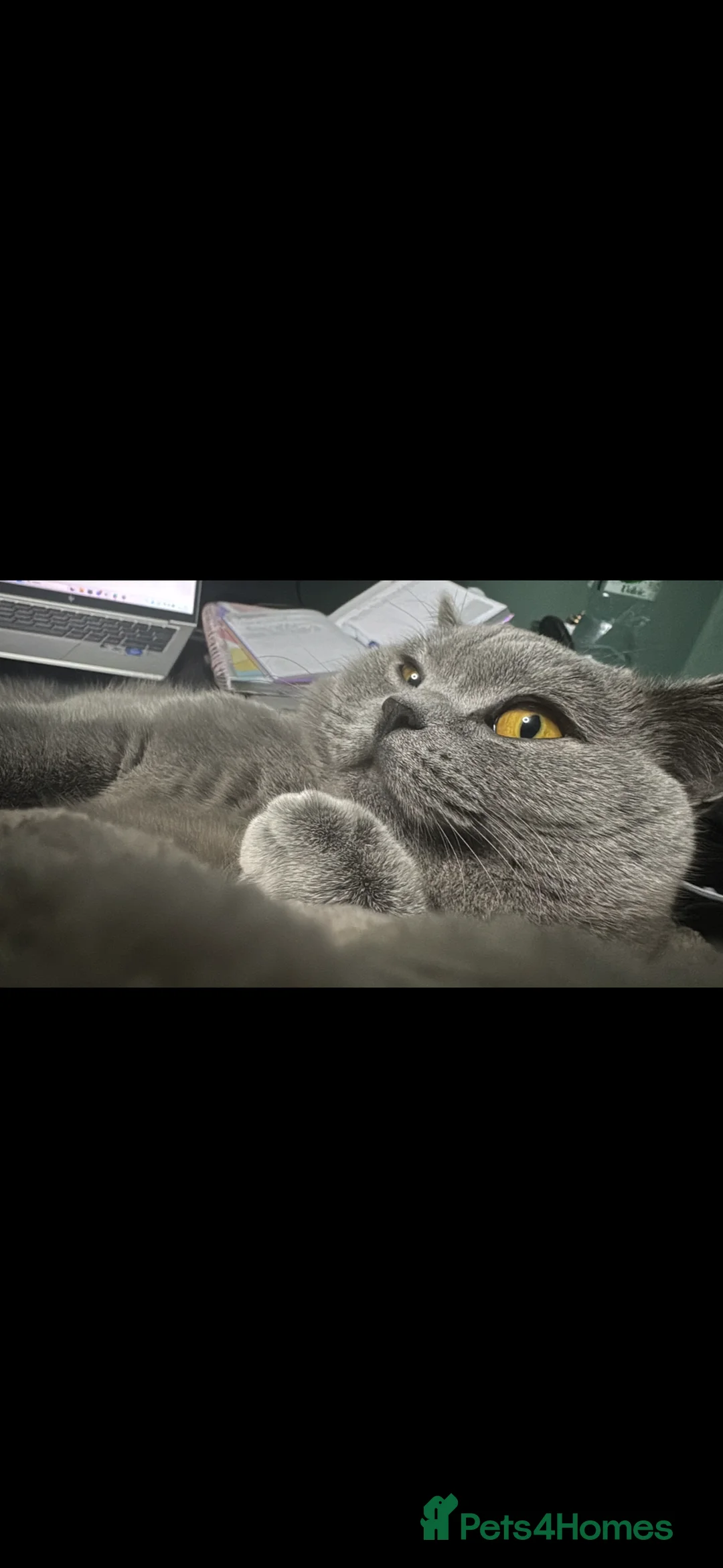 British Shorthair cats for sale: 10 month old Make British Shorthair  - Advert 6