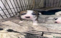 Staffordshire Bull Terrier dogs for sale: Staff cross American bulldog  - Image 3